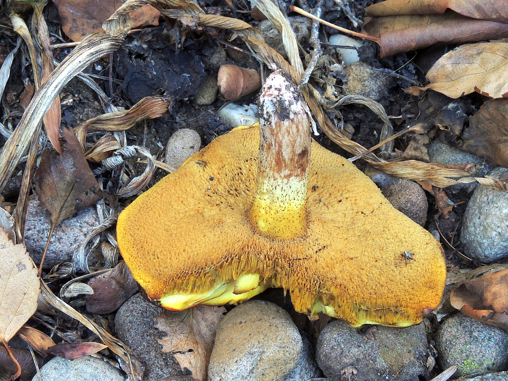 suillus_fluryi_6b.jpg