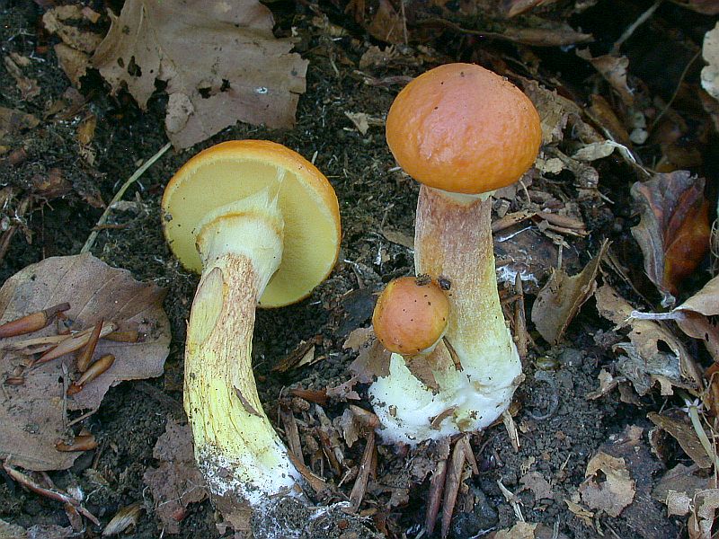 suillus_grevillei.jpg