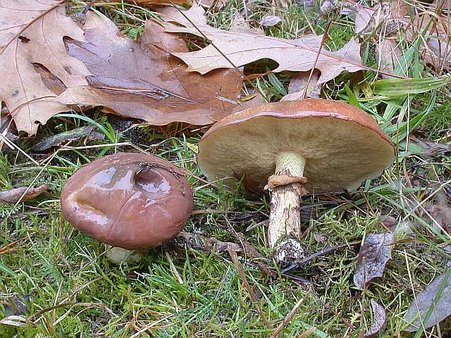 suillus_luteus_3.jpg