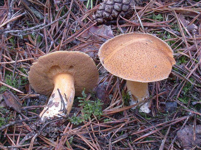 suillus_variegatus_1.jpg