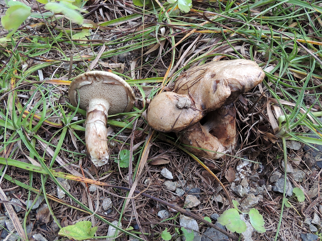 suillus_viscidus_2.jpg