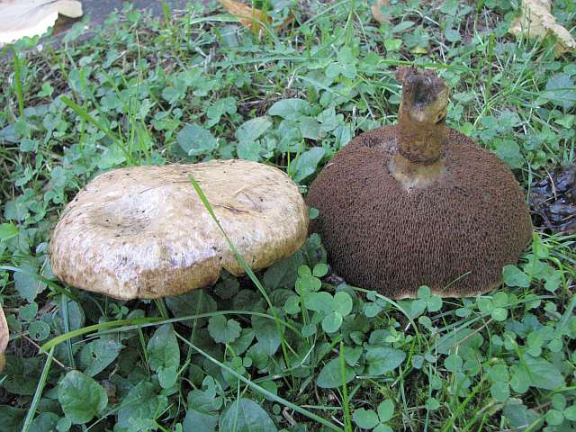 suillus_viscidus_3.jpg