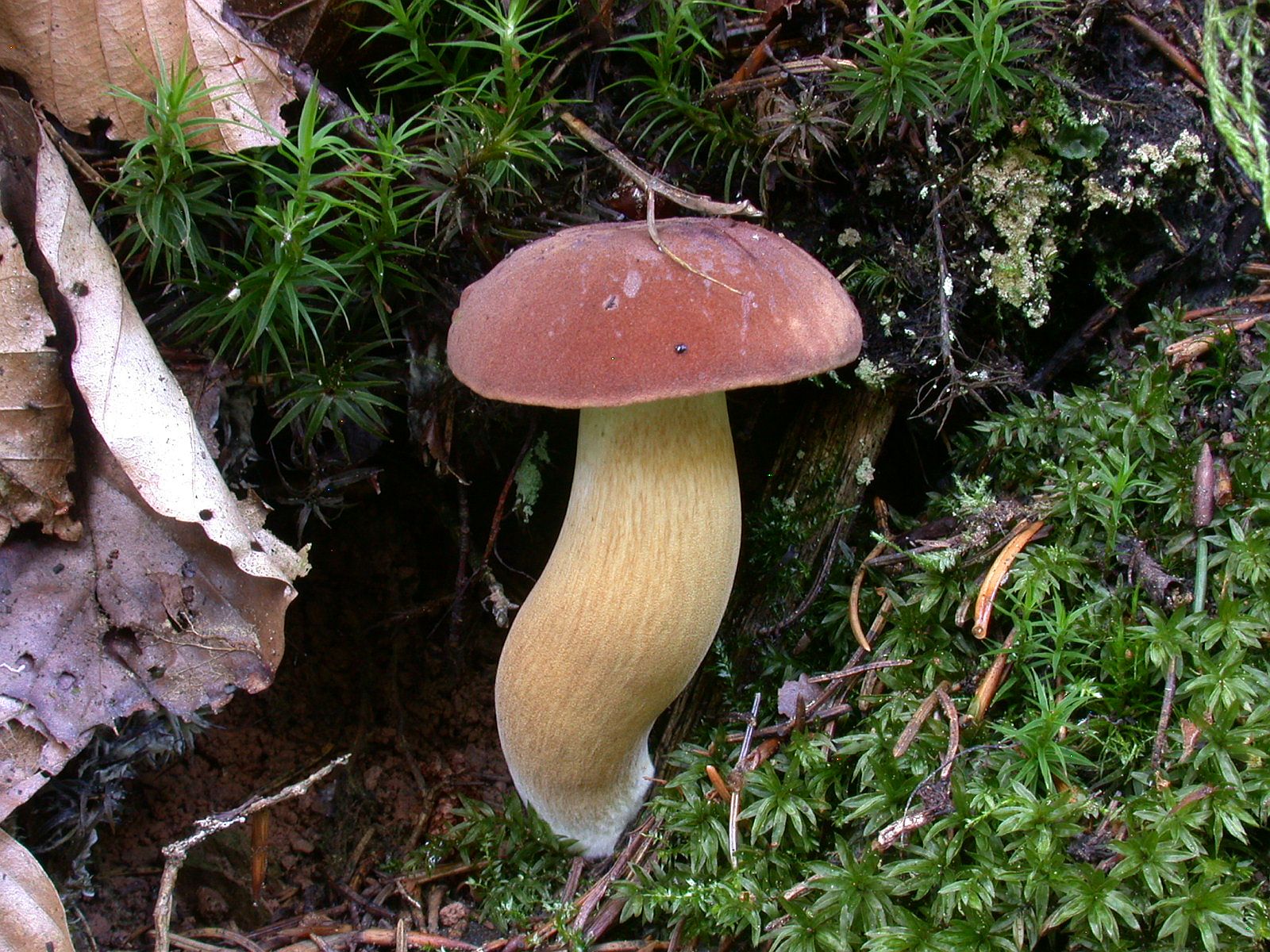 xerocomus_badius_1b.jpg