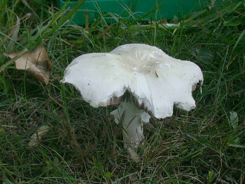agaricus_arvensis_3a.jpg