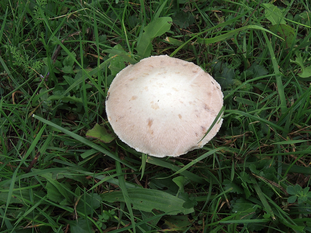agaricus_campestris_2a.jpg