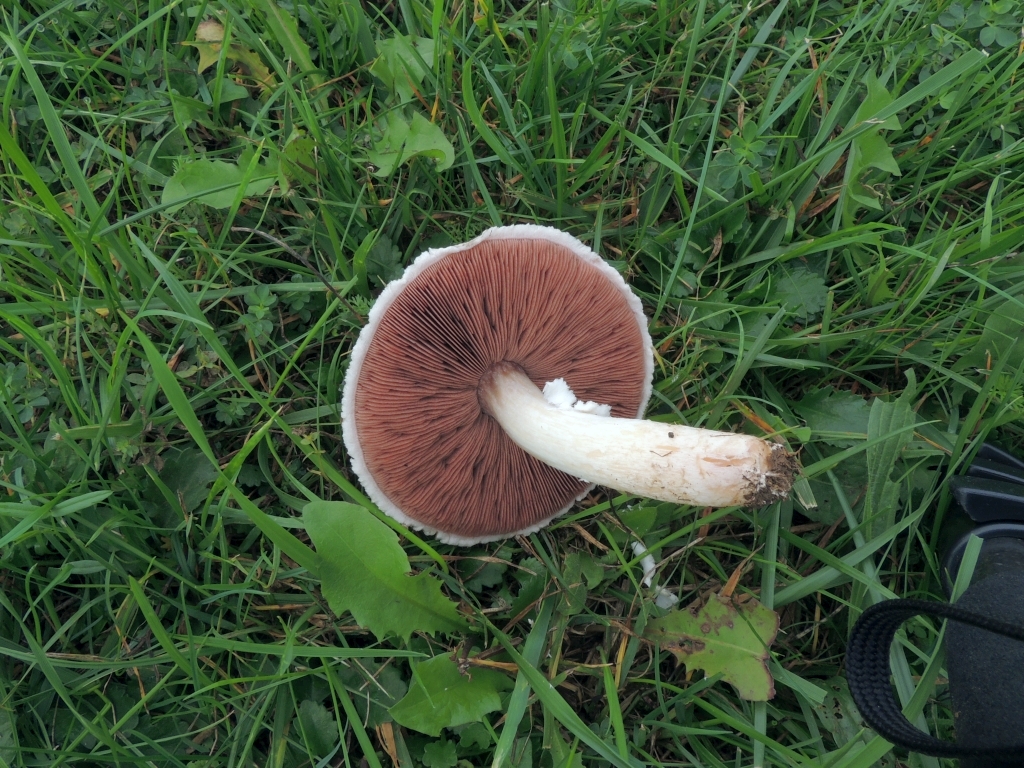 agaricus_campestris_2b.jpg