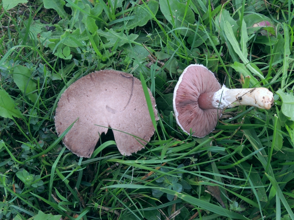 agaricus_campestris_3.jpg