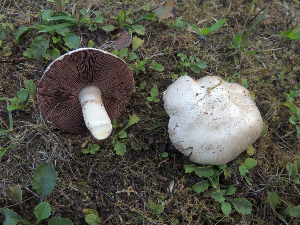 agaricus_campestris_4.jpg