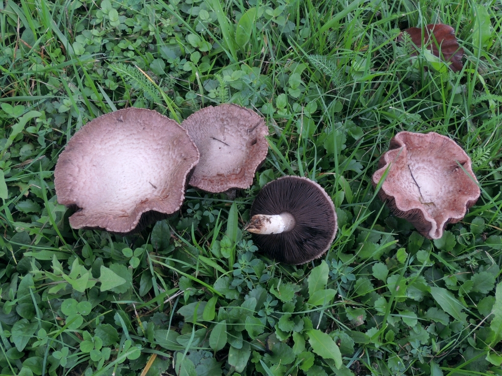 agaricus_campestris_6.jpg