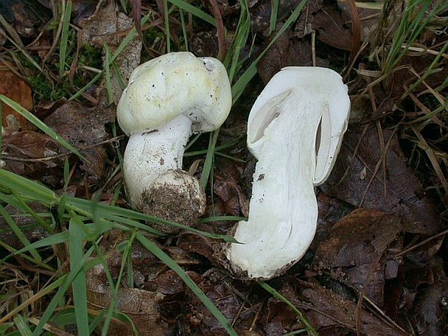 agaricus_essettei.jpg
