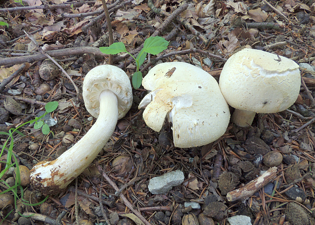 agaricus_essettei_1a.jpg