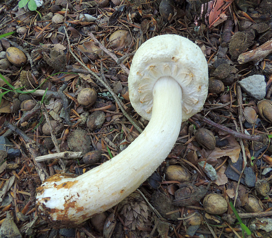 agaricus_essettei_1b.jpg