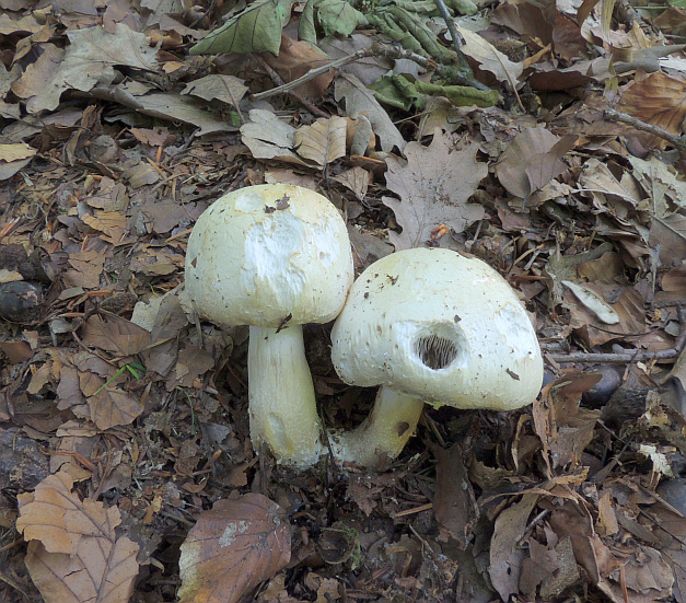 agaricus_essettei_2.jpg