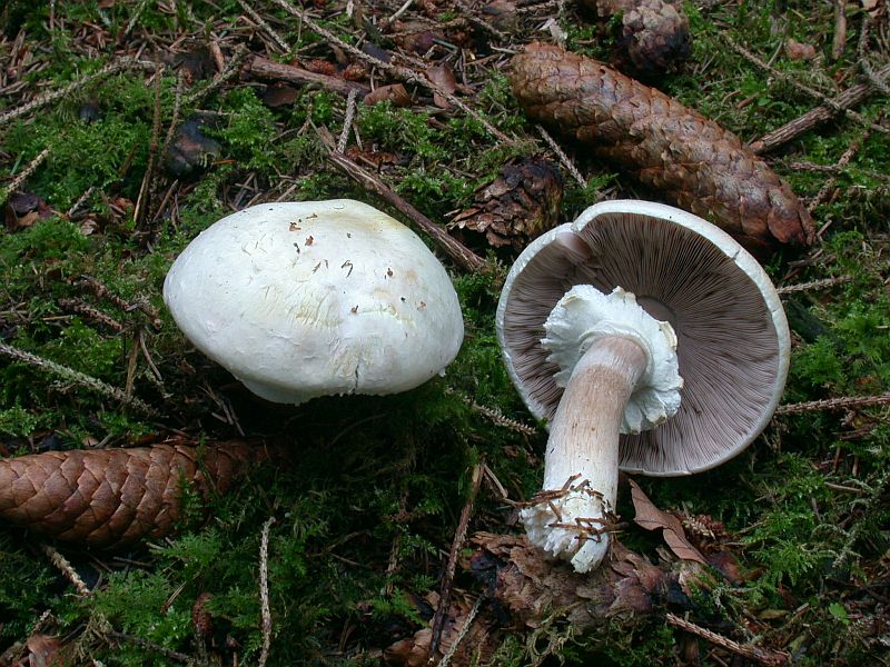 agaricus_essettei_3.jpg
