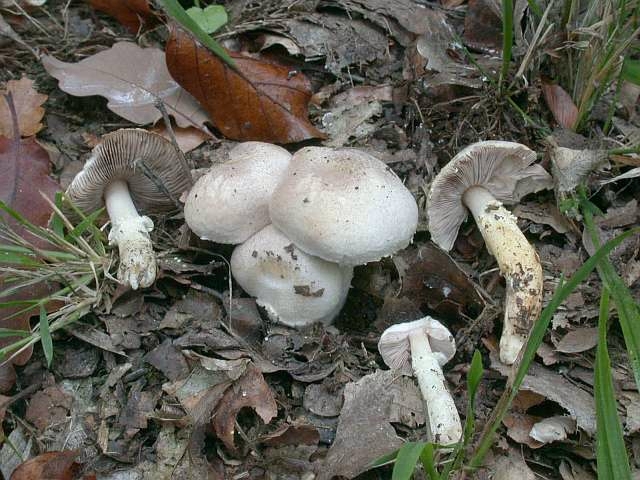agaricus_niveolutescens.jpg