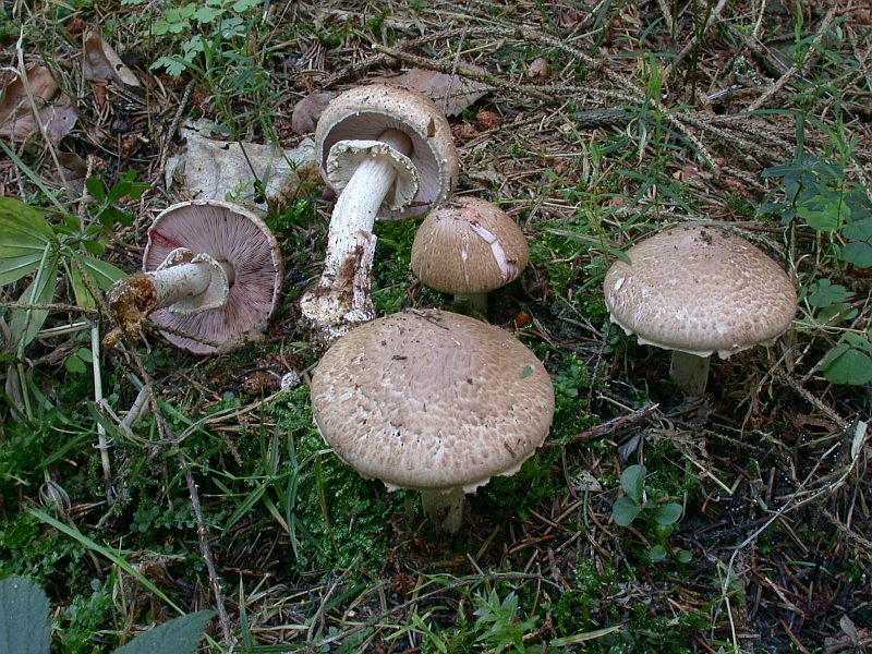 agaricus_silvaticus.jpg