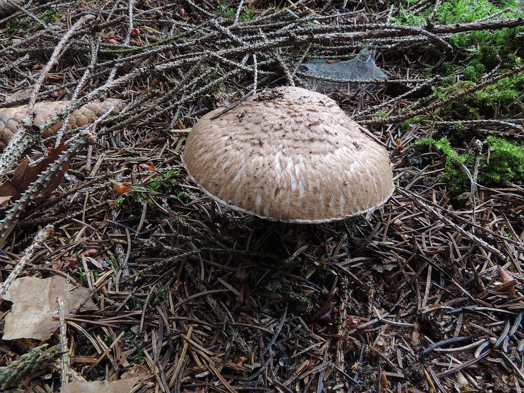 agaricus_silvaticus_1a.jpg