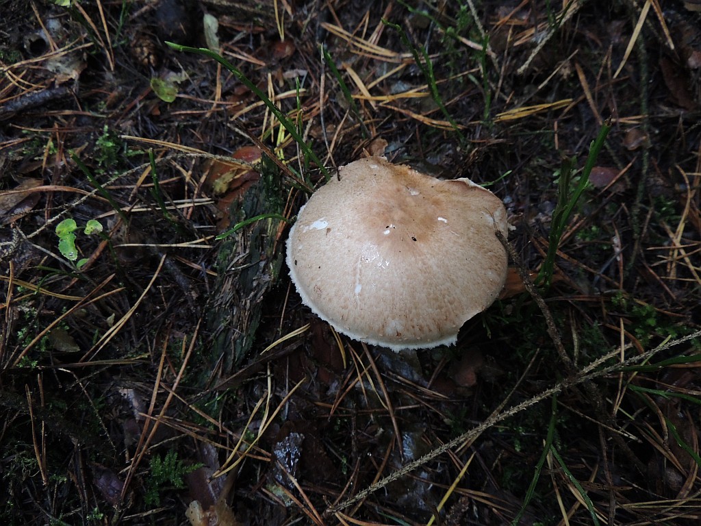 agaricus_silvaticus_2a.jpg