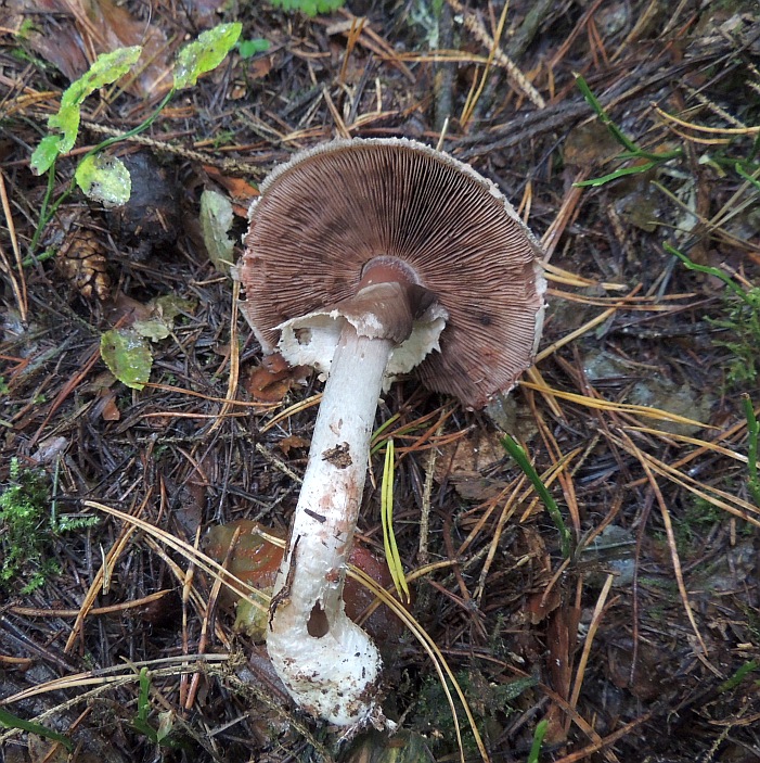 agaricus_silvaticus_2b.jpg