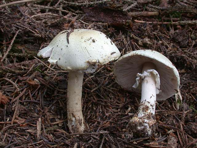 agaricus_silvicola.jpg