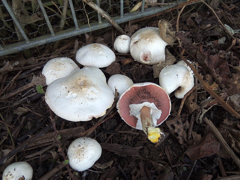 agaricus_xanthoderma_1.jpg