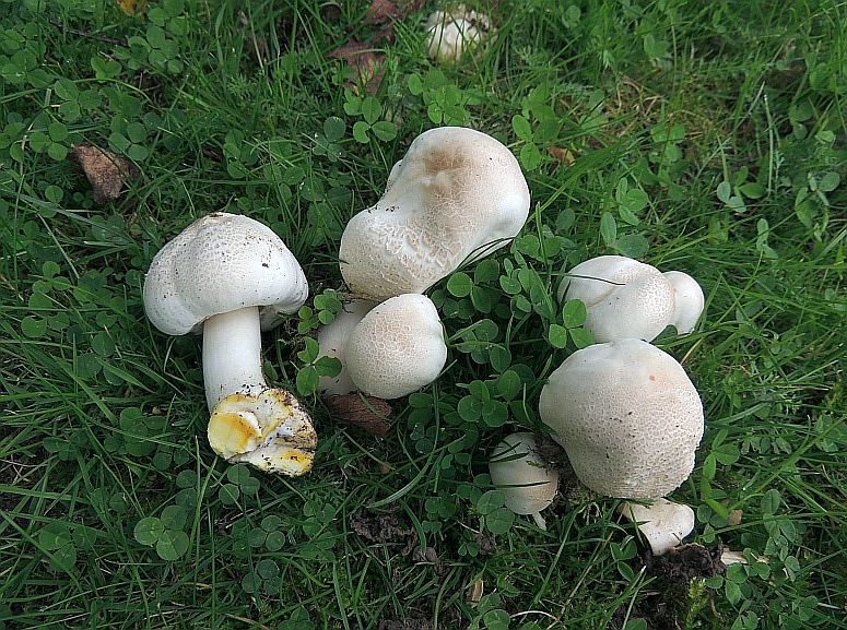 agaricus_xanthoderma_2.jpg