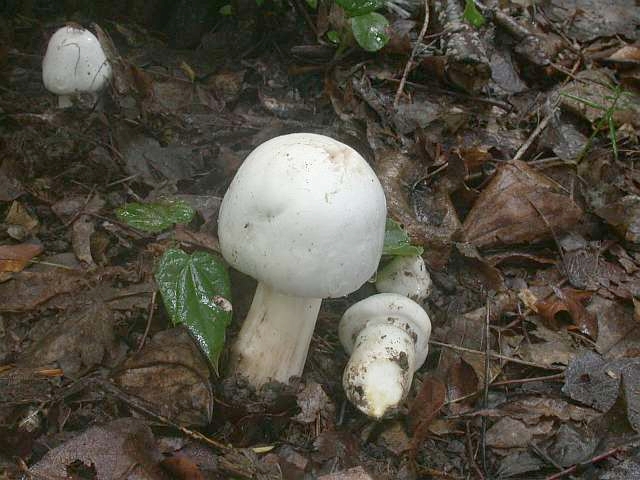 agaricus_xanthoderma_4.jpg