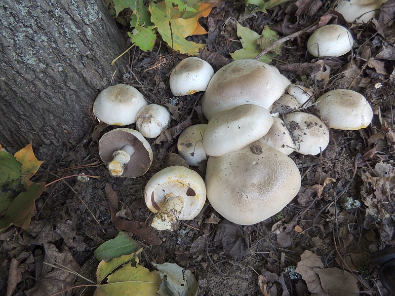 agaricus_xanthoderma_5.jpg