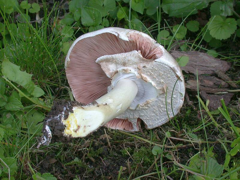 agaricus_xanthoderma_6.jpg