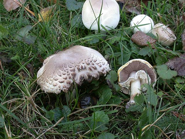 agaricus_xanthoderma_var._lepiotoides_1.jpg