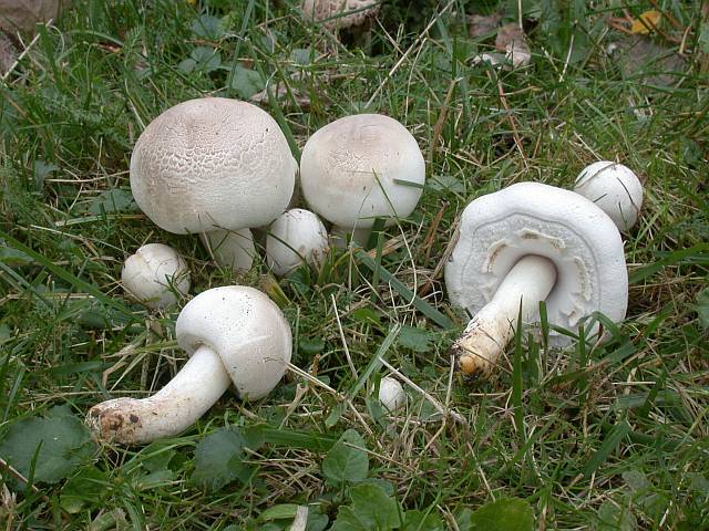 agaricus_xanthoderma_var._lepiotoides_2.jpg