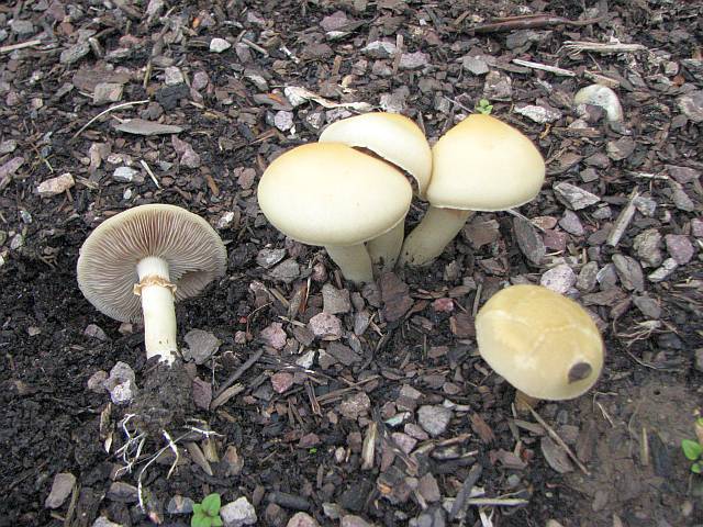 agrocybe_praecox_1.jpg