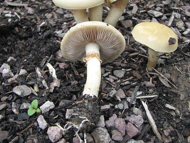 agrocybe_praecox_1a.jpg