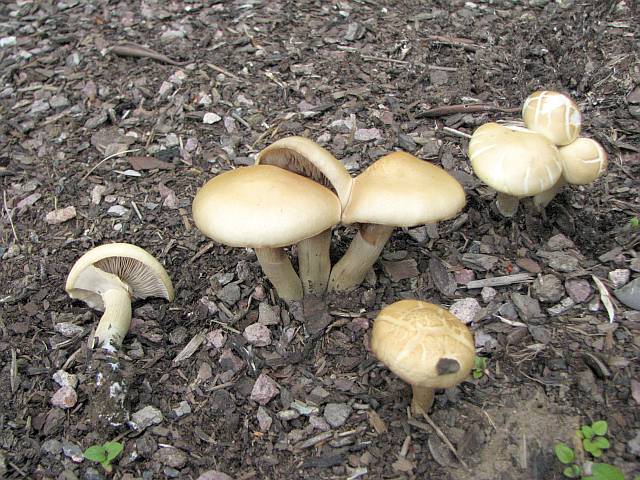 agrocybe_praecox_1b.jpg