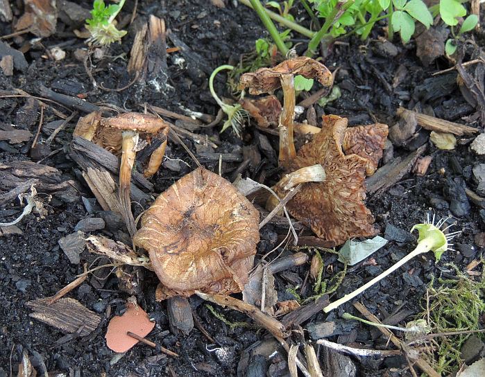 agrocybe_praecox_6b.jpg