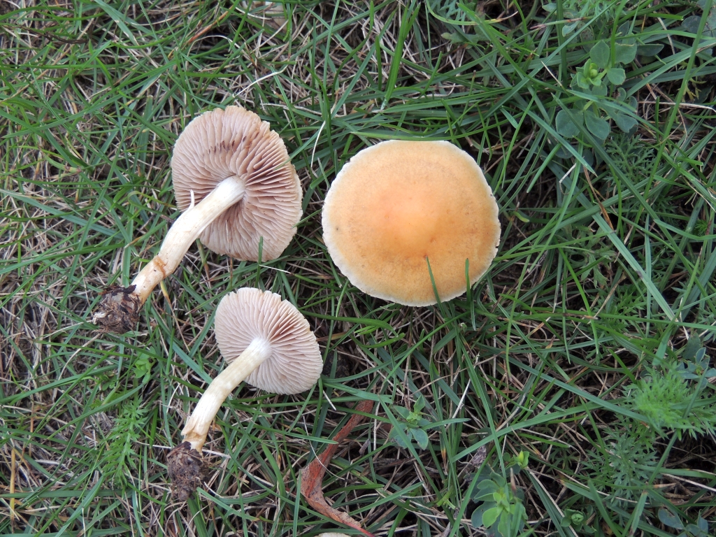 agrocybe_vervacti_1.jpg