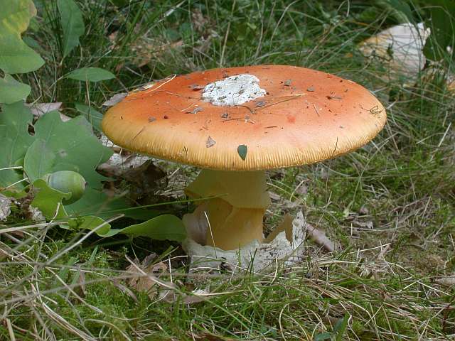 amanita_caesarea_5.jpg