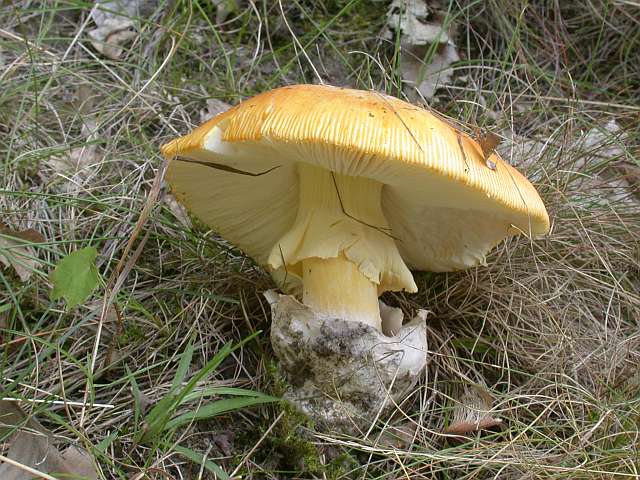 amanita_caesarea_6.jpg