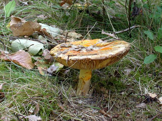 amanita_caesarea_8.jpg