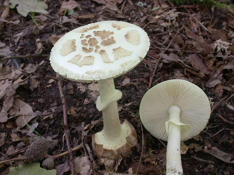 amanita_citrina_1.jpg