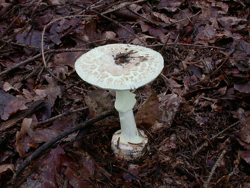 amanita_citrina_2.jpg