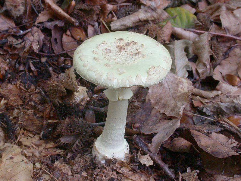 amanita_citrina_3.jpg