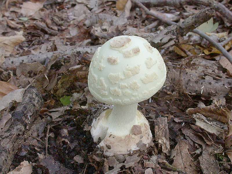 amanita_citrina_4.jpg