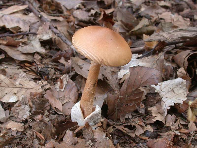 amanita_crocea_1.jpg