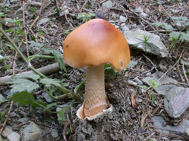 amanita_crocea_2.jpg