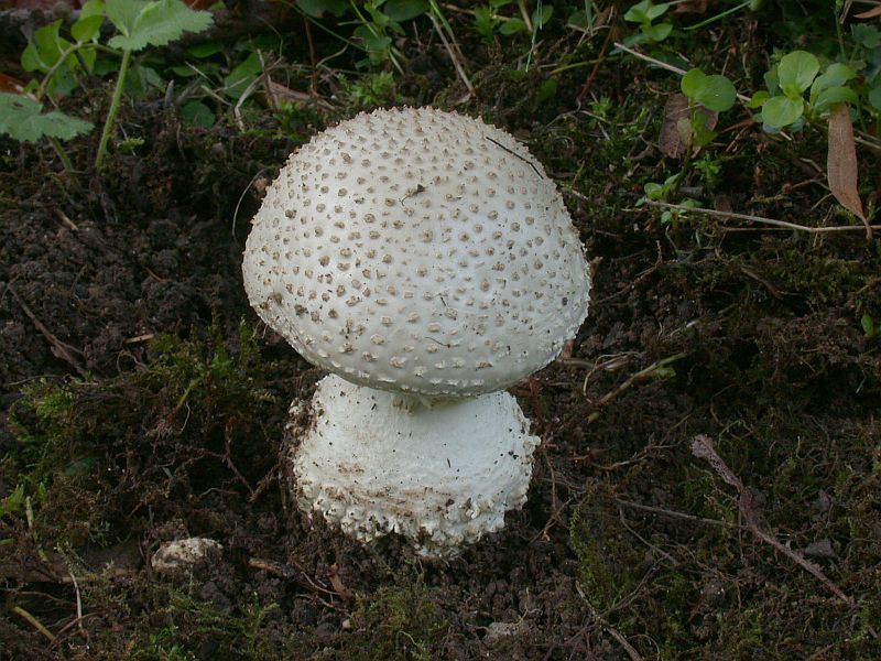 amanita_echinocephala_1a.jpg