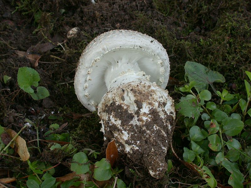 amanita_echinocephala_1b.jpg