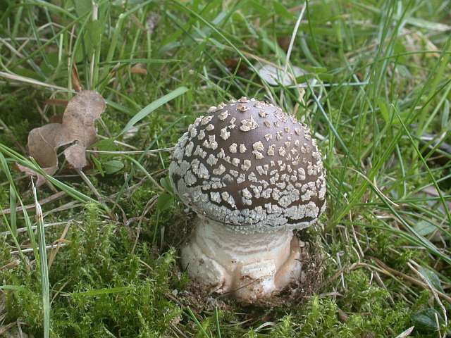 amanita_excelsa_1.jpg