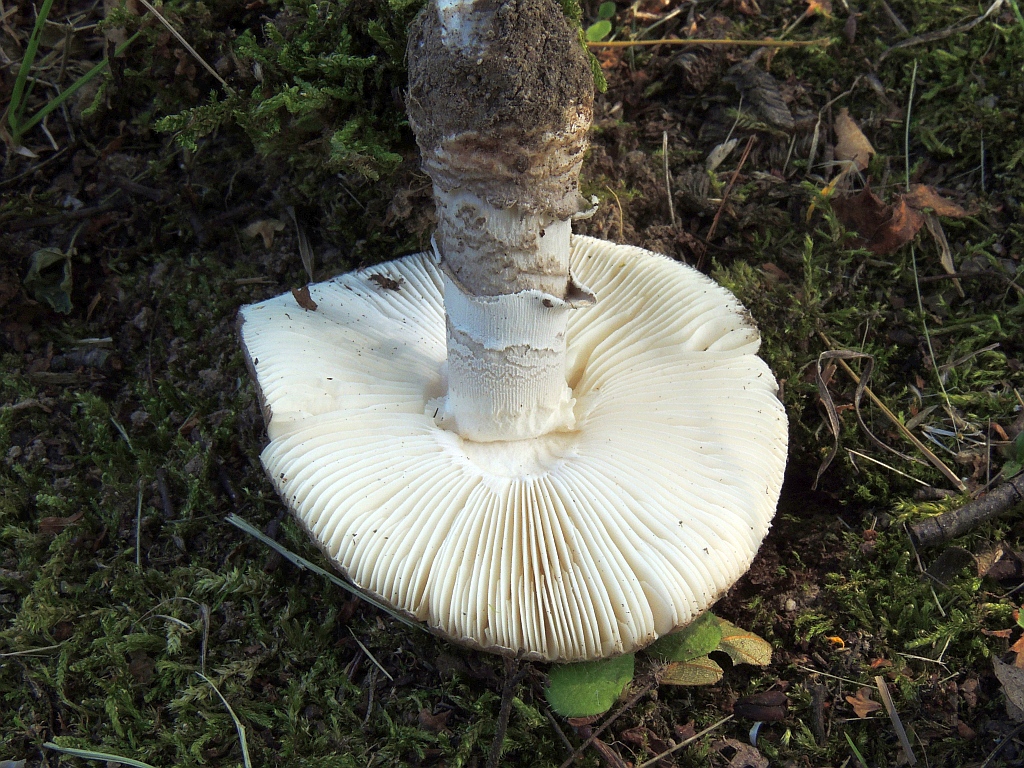 amanita_excelsa_4b.jpg