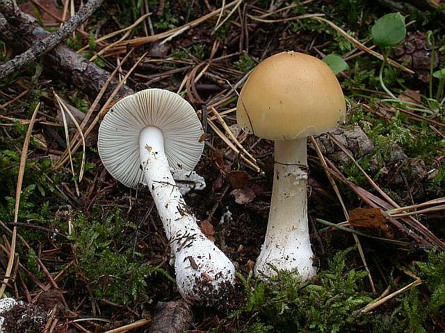 amanita_gemmata.jpg